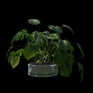 Monstera Plant Proxy Model