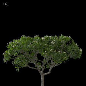 Plumeria Proxy Model for SketchUp with V-Ray