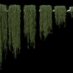 Full Length Plant Model