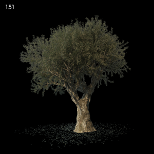 Olive Tree Proxy Model for SketchUp with V-Ray
