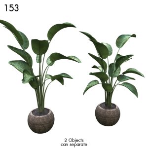 Strelitzia Plant Basket