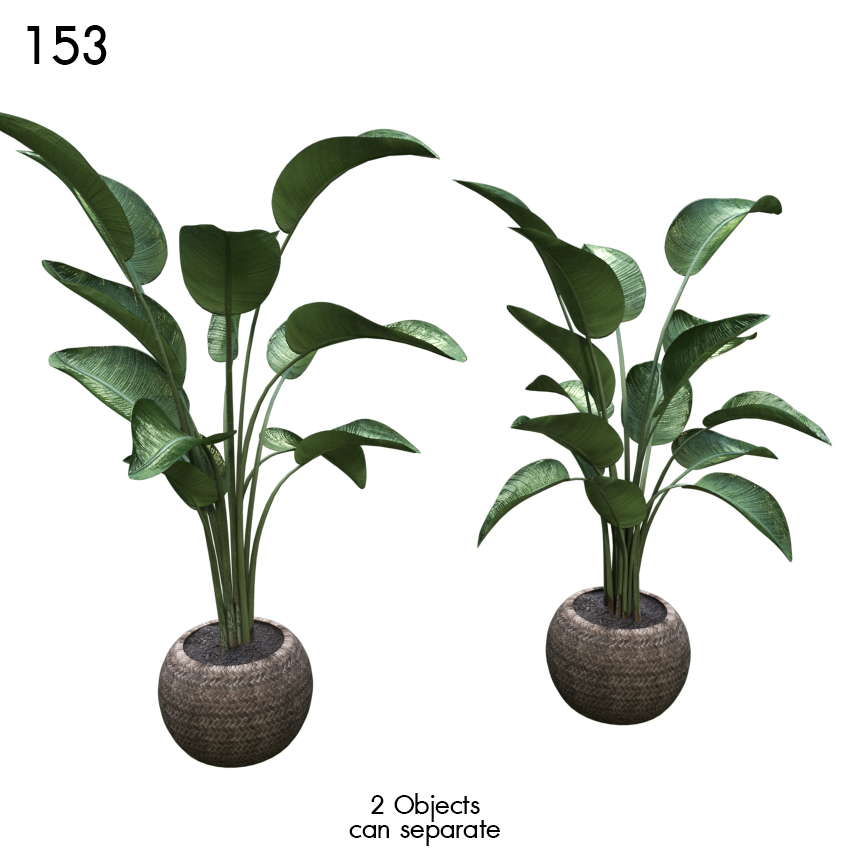 Strelitzia Plant Basket