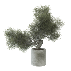 Bonsai Tree Pot