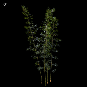 Bamboo Plant Proxy Model for SketchUp with V-Ray