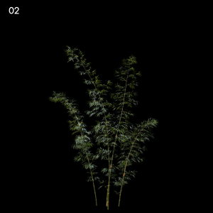 Bambusa Boniopsis Proxy Model for SketchUp