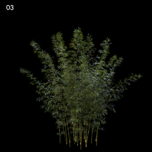 Bambusa Boniopsis Proxy Model for SketchUp