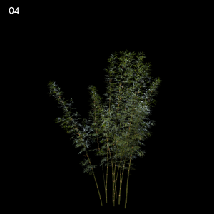 Bambusa Boniopsis Proxy Model for SketchUp