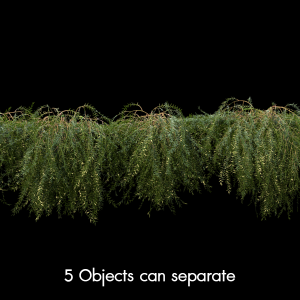 Phyllanthus Cochinchinensis Proxy Model