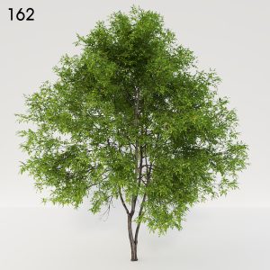 Fraxinus Tree Proxy Model