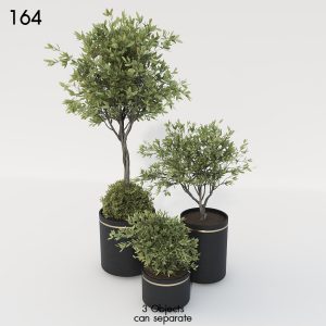 Indoor Plant Set