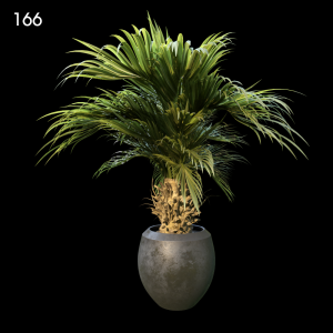 Indoor Palm Plant in Pot