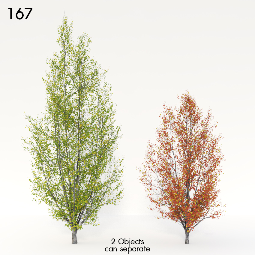 Autumn Pear Tree Model