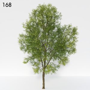 Ash Tree 3D Model