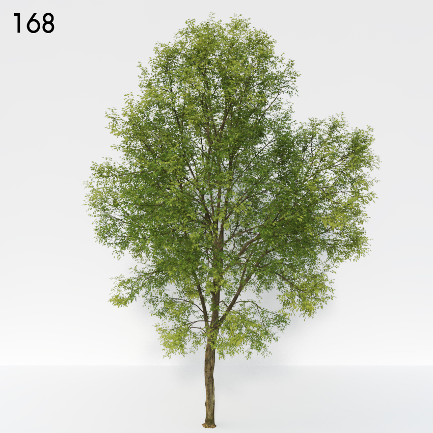 Ash Tree 3D Model