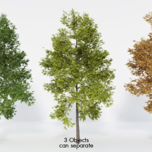 Ash Tree Fraxinus 3D Model