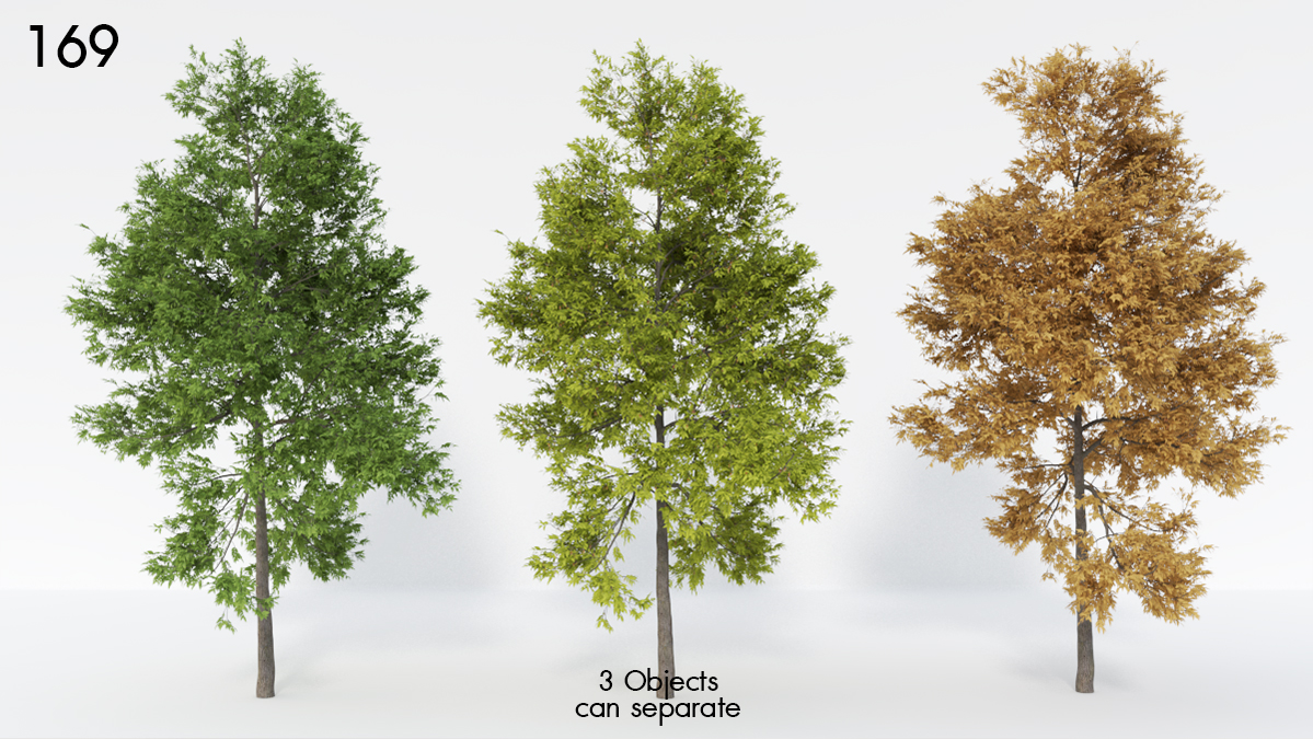 Ash Tree Fraxinus 3D Model