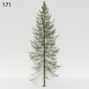 Spruce Tree 3D Model