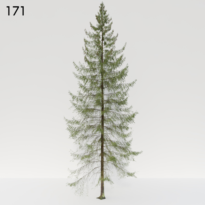 Spruce Tree 3D Model
