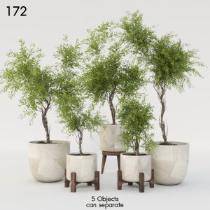 Indoor Plant Set