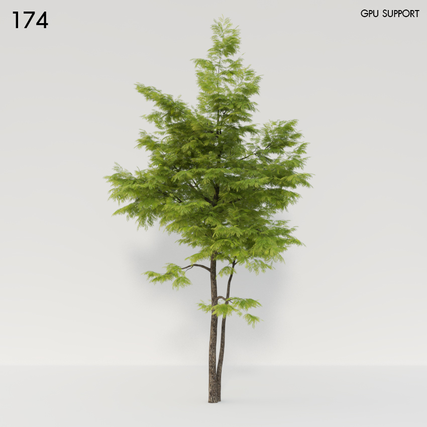 Ash Tree 3D Model
