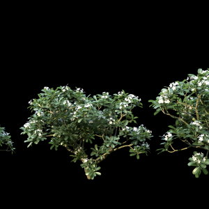 Plumeria 3D Tree Model