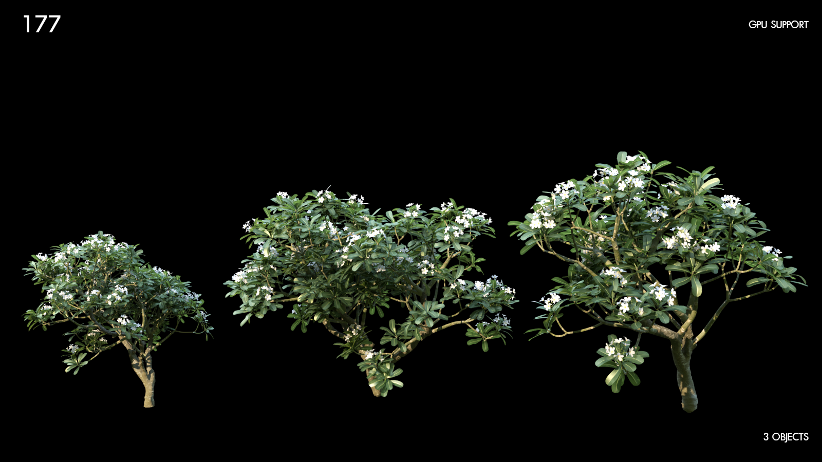 Plumeria 3D Tree Model