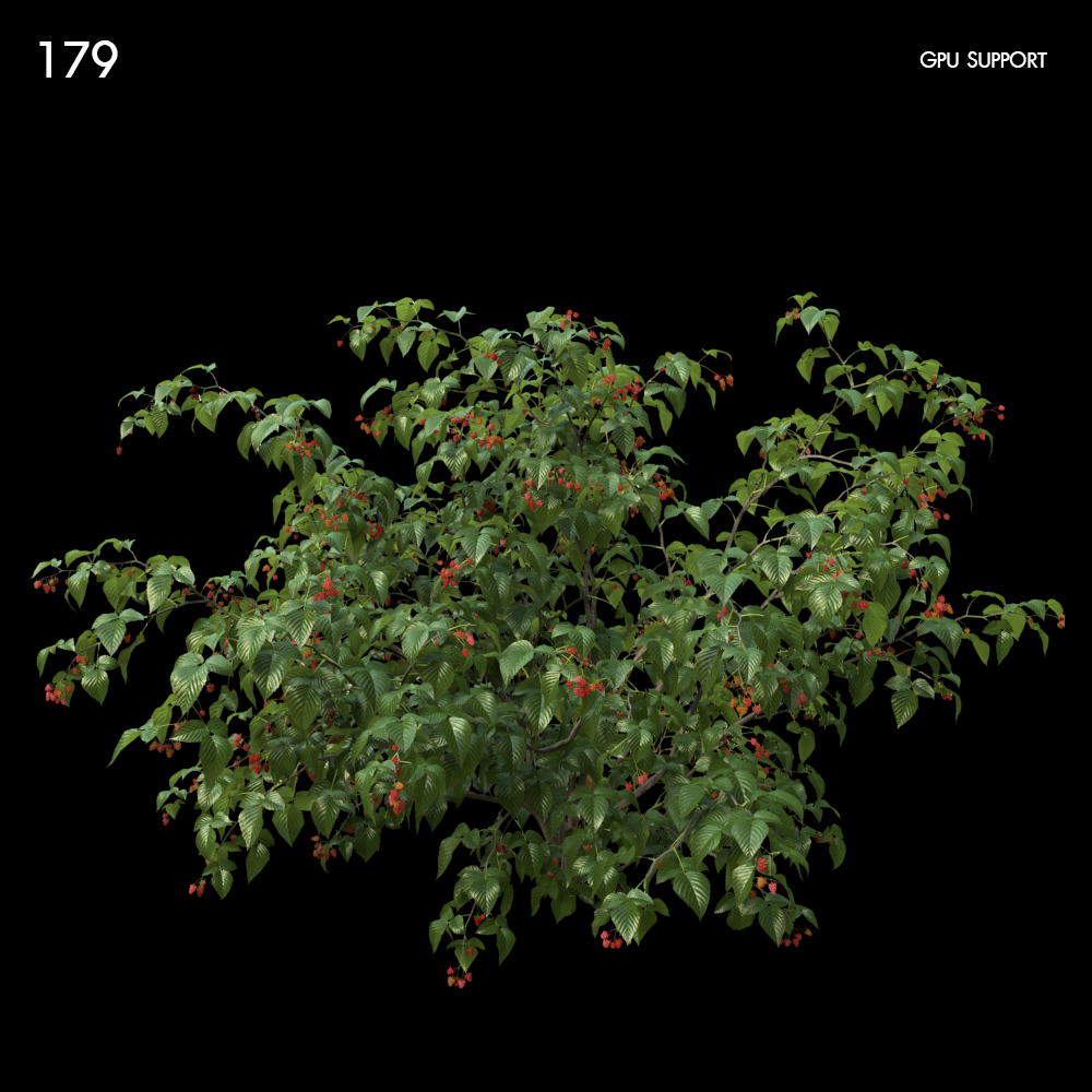 Raspberry Bush Proxy Model