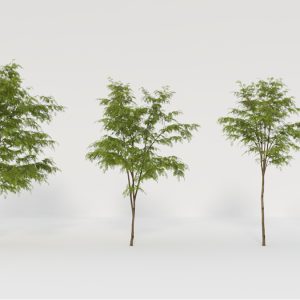 Robinia Tree Proxy Model