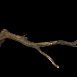 Large Fallen Tree Branch